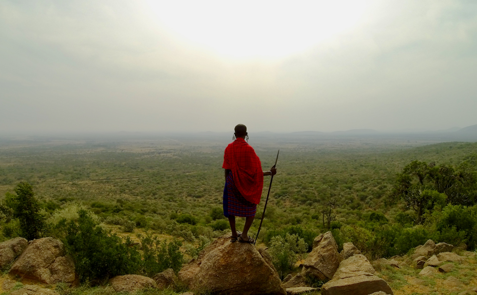 masai warrior in a red cloth cape and holding a walking stick standing on a rock outcropping and looking out over a landscape of green plants