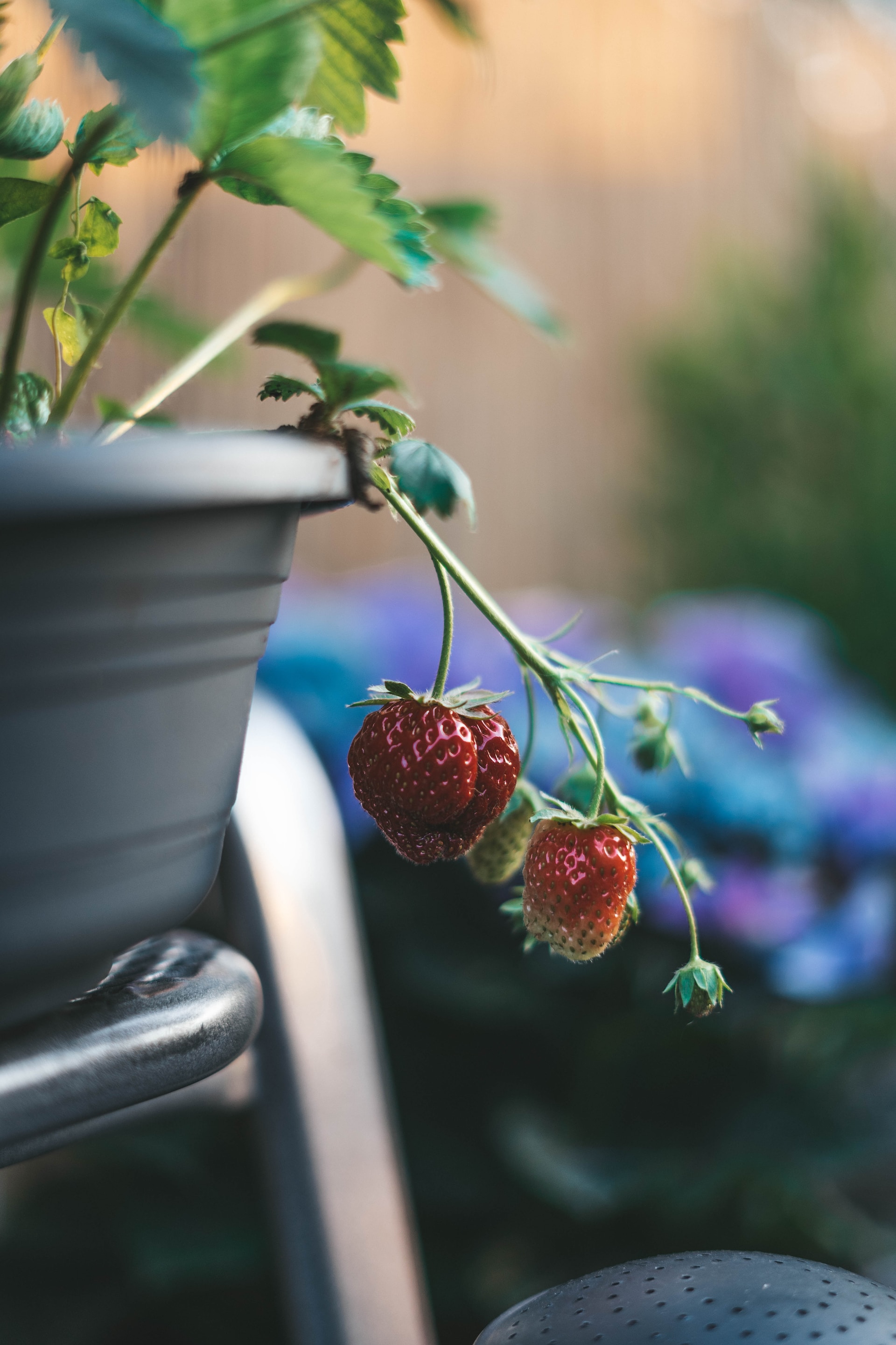 strawberry container