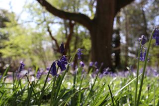 A close up shot of some bluebells with a field of bluebells in the out of focus background.