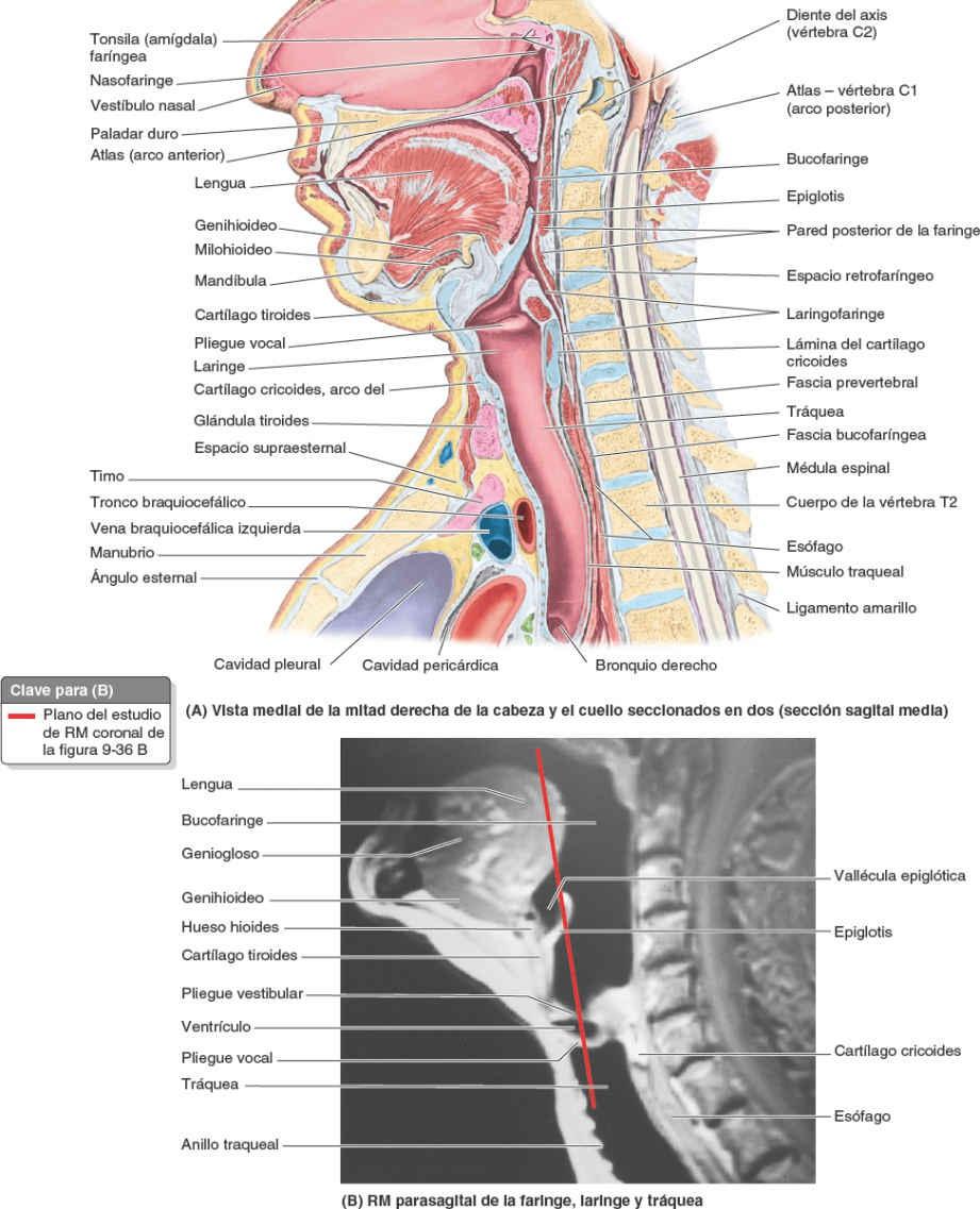 06 Vísceras Del Cuello Enfermería 0495