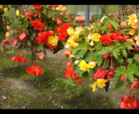 England Hanging Baskets 20