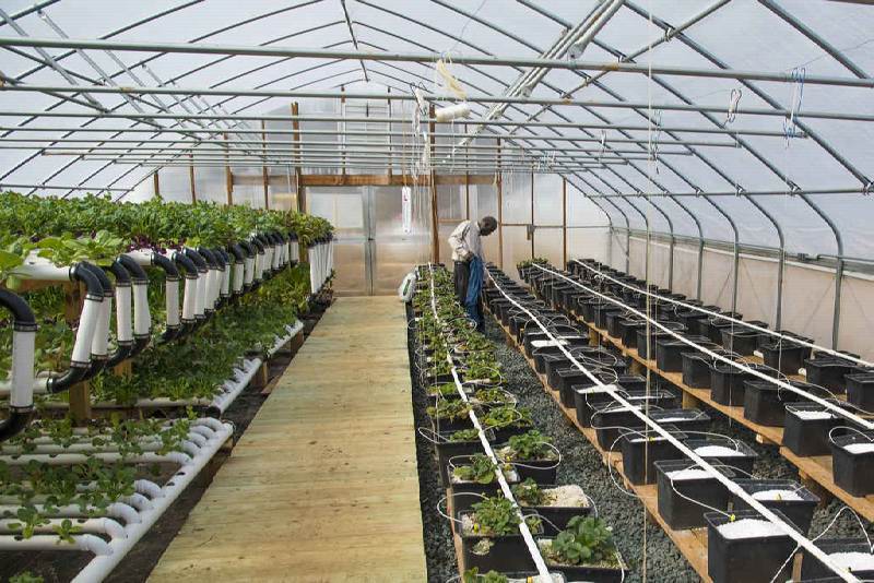 Medicinal Cannabis Greenhouse Facilities