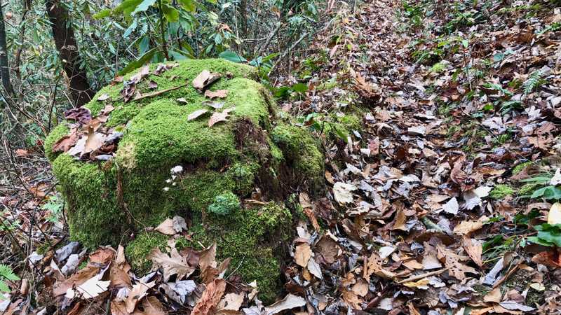 A moss-covered tree stump