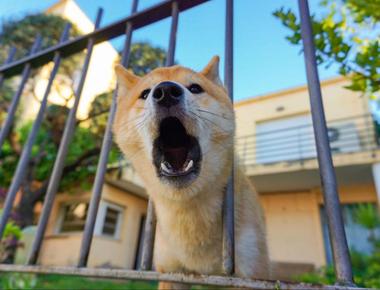 Puppy Barking in the Crate? Here’s How to Make It Stop
