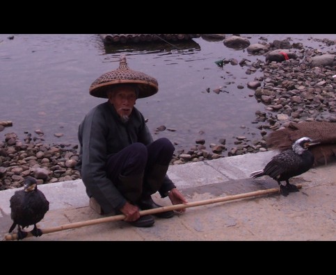 China Cormorants 13