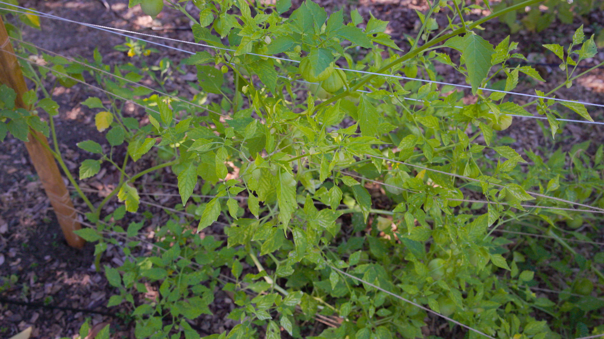 large tomatillo plant