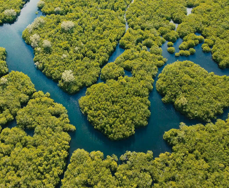 Mangrove forest from the air