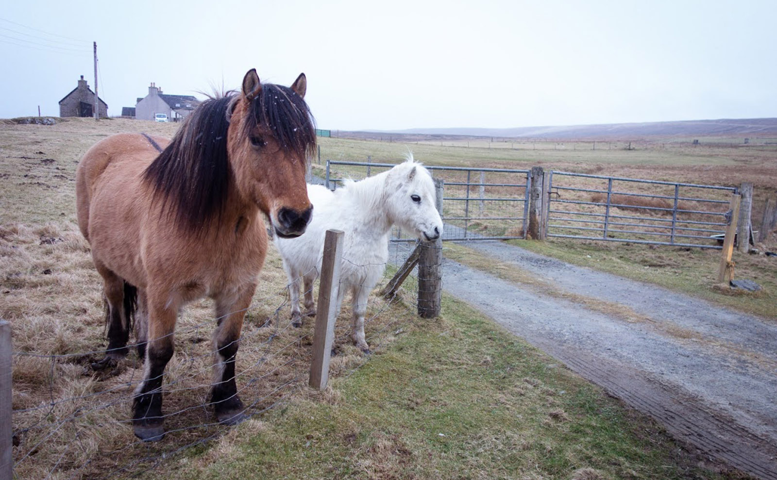 a large brown horse and a small white horse standing by a fence in a green field in shetland on a cloudy day