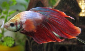 Betta Fish Diseases - 5 Common Signs of Betta Illness