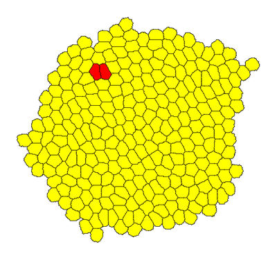 Growing cell population.