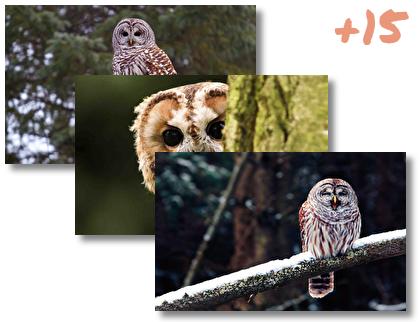 Barred Owl theme pack