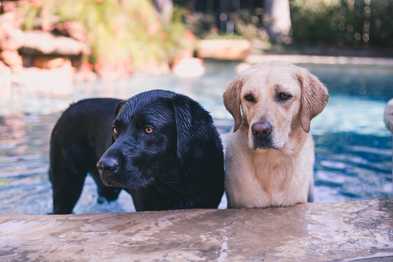 5 Labs Who Love Water