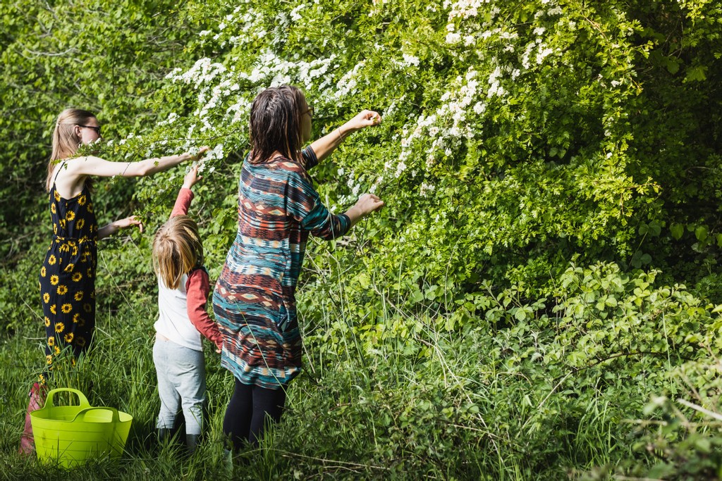 Foraging for elderflower with the family at Round the Woods