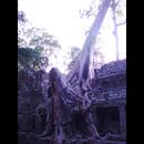 Cambodia Jungle Ruins 24