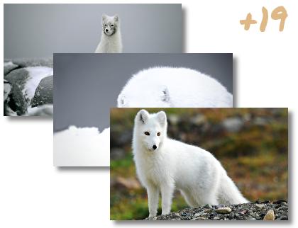 Arctic Fox theme pack