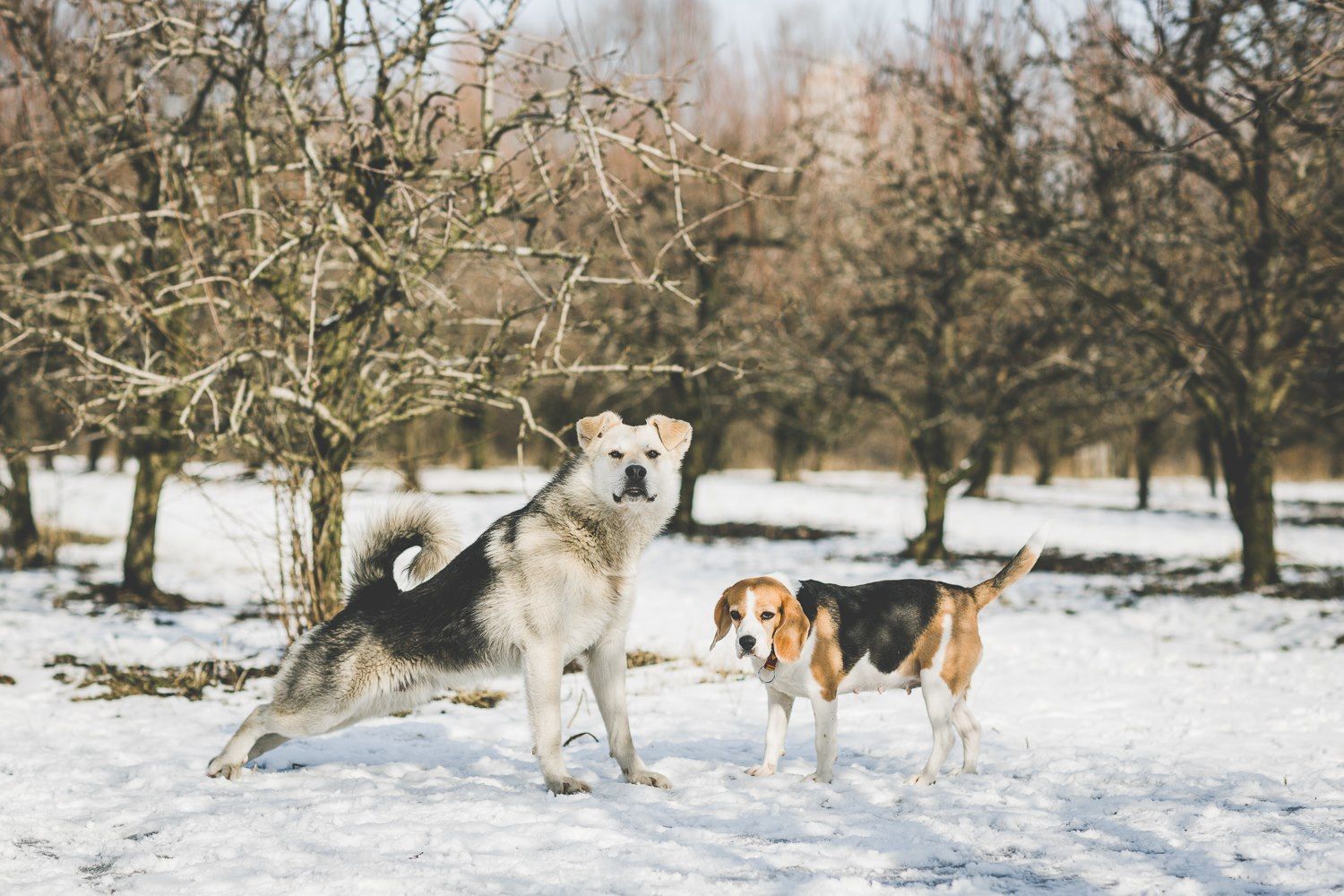 Фото: Саша Харадзе