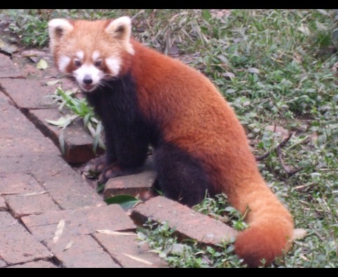 China Red Pandas 4