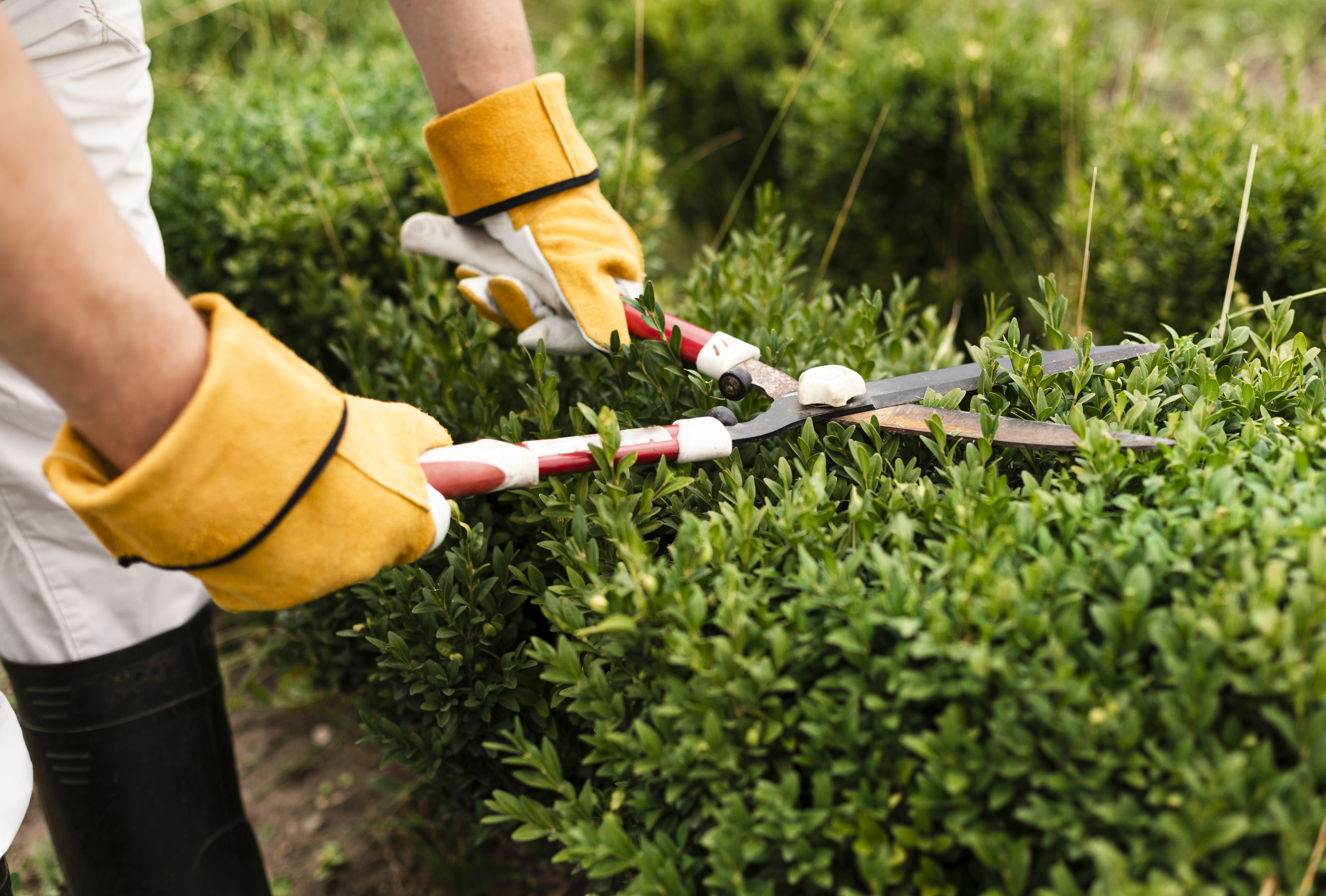 Cut plant. Инструменты для озеленения. Услуги по уходу за садом. Комплексное обслуживание сада. Уборка ландшафта.