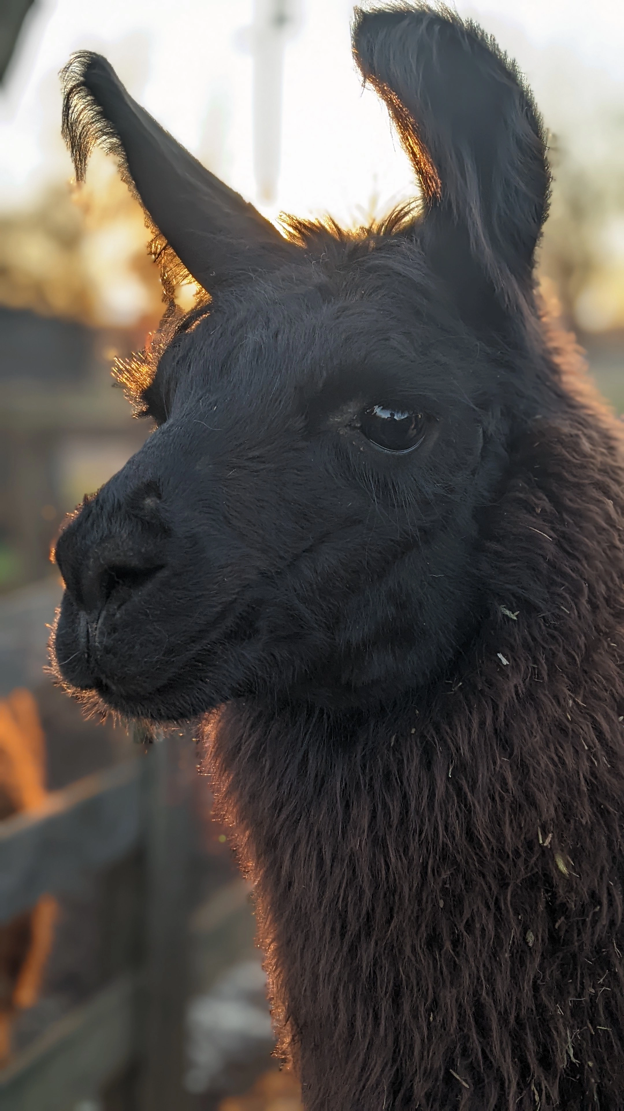 A portrait image of a llama named Tonks aged nine months