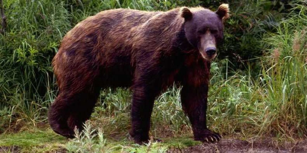 Chronique Livre : L'étrange histoire de l'ours brun abattu dans les quartiers espagnols de Naples de Antonio Menna sur Quatre Sans Quatre