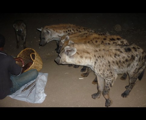 Ethiopia Hyenas 6