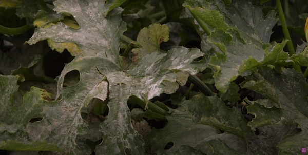 Close up on courgettes leaves covered with mildew