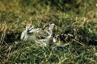 A Whimbrel and chick