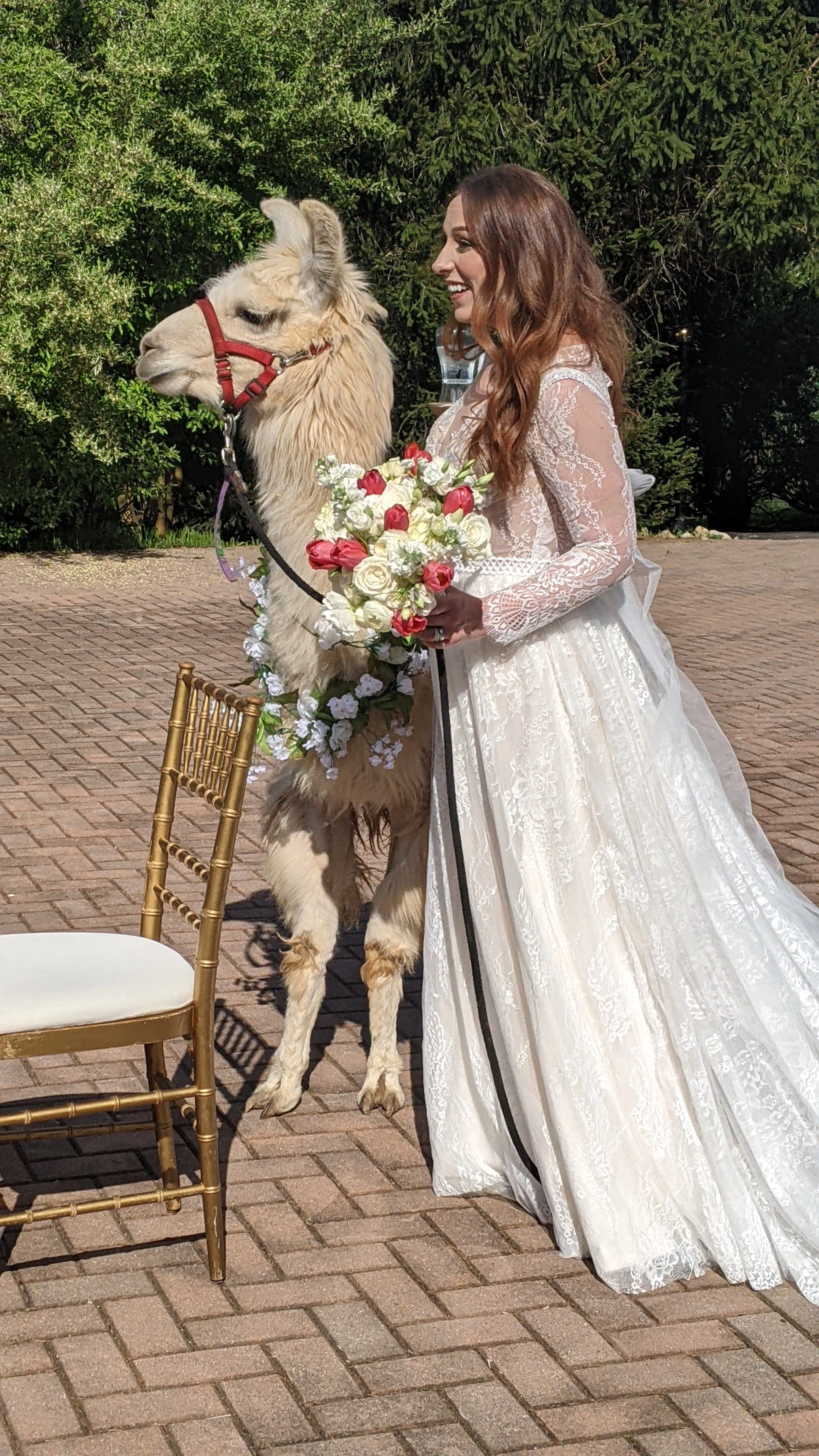 A llama named Thomas at a wedding