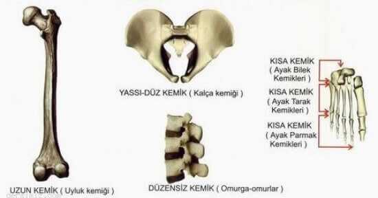 İskelet Sistemi