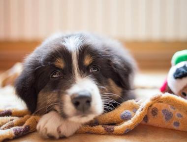 Dog Won’t Pee After Being Neutered? Here’s Why