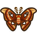 Atlas Moth