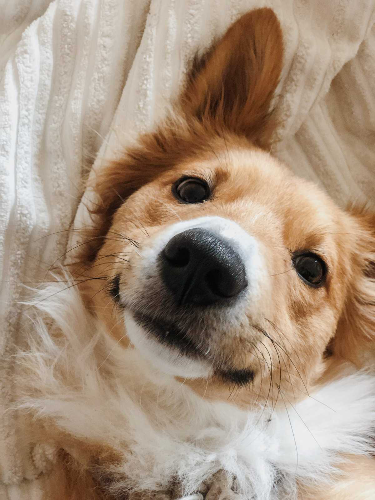 누워서 카메라를 보는 귀여운 강아지