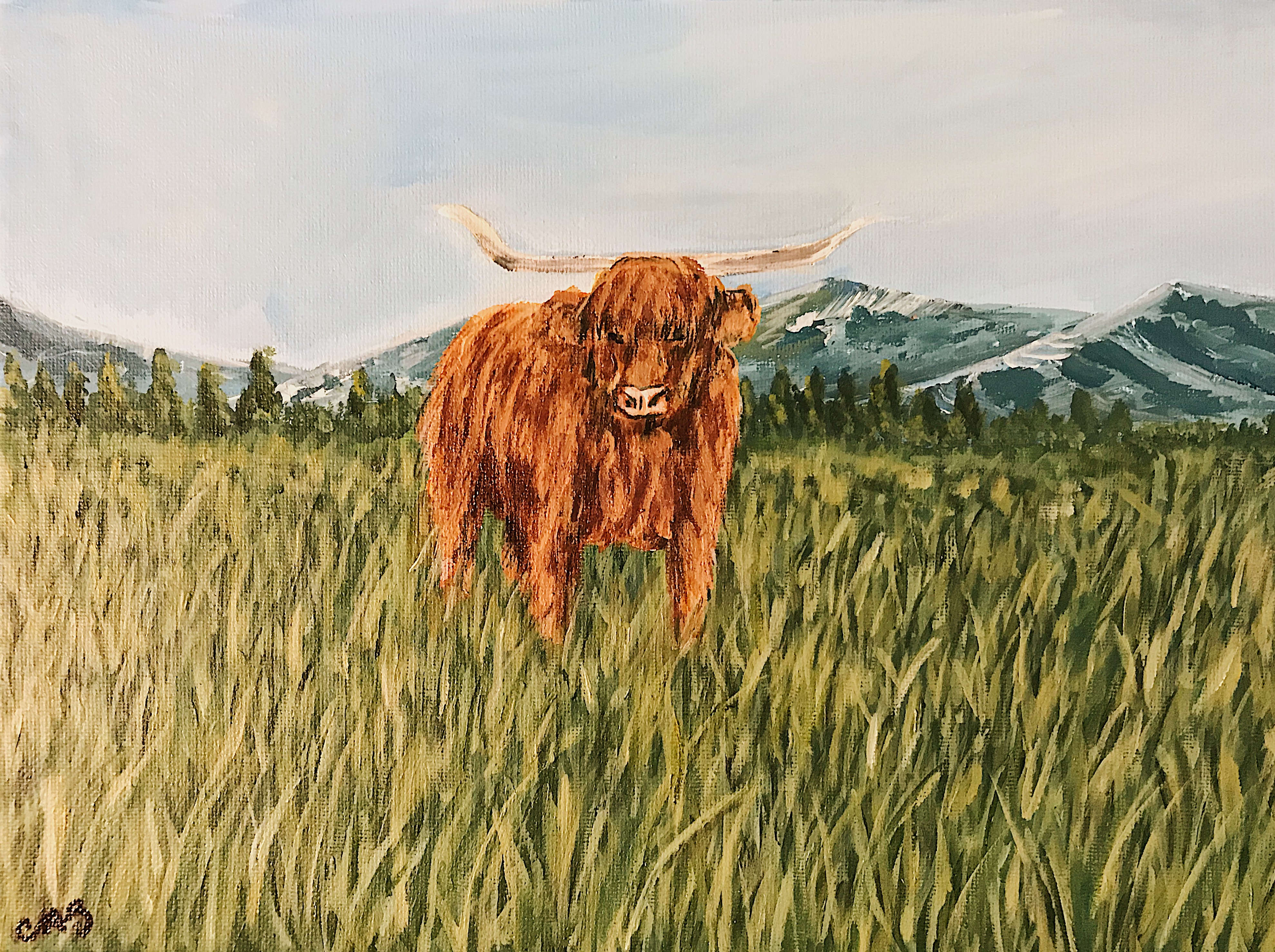 Highland Cow Highland Cow