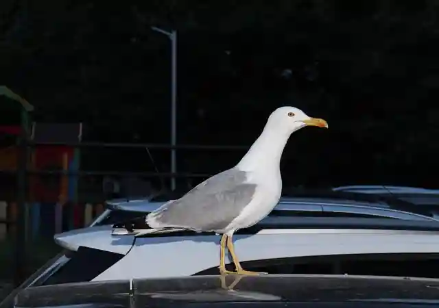 bird sitting on top of a car roof