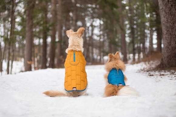 Fun Winter Activities You Can Do With Your Dog