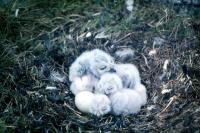 Snowy Owl nest with several chicks