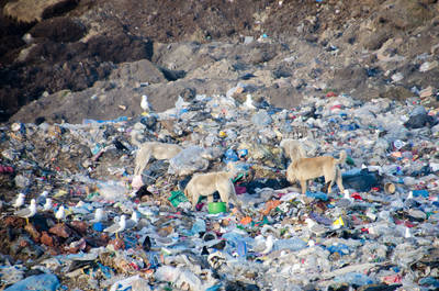 Streuende Hunde in der Müllkippe