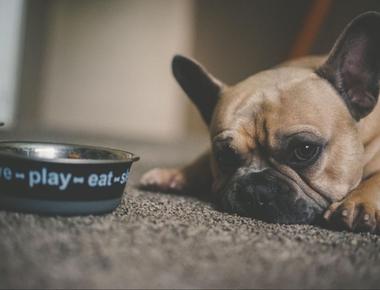 Dog Refusing to Eat in the Morning? Here’s Why & What to Do