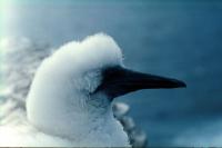 A young Gannet in close-up