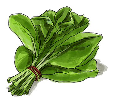Illustration of a bunch of Spinach