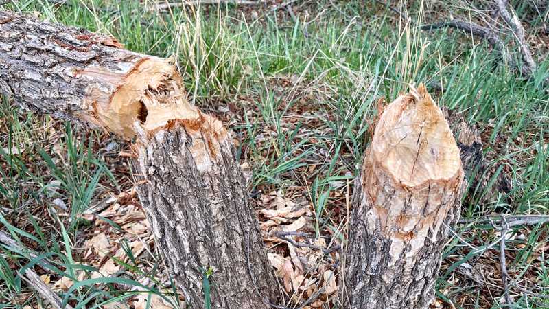 Trees cut by beavers