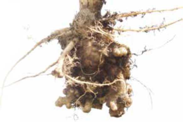 Canola root infected with clubroot Canola root infected with clubroot