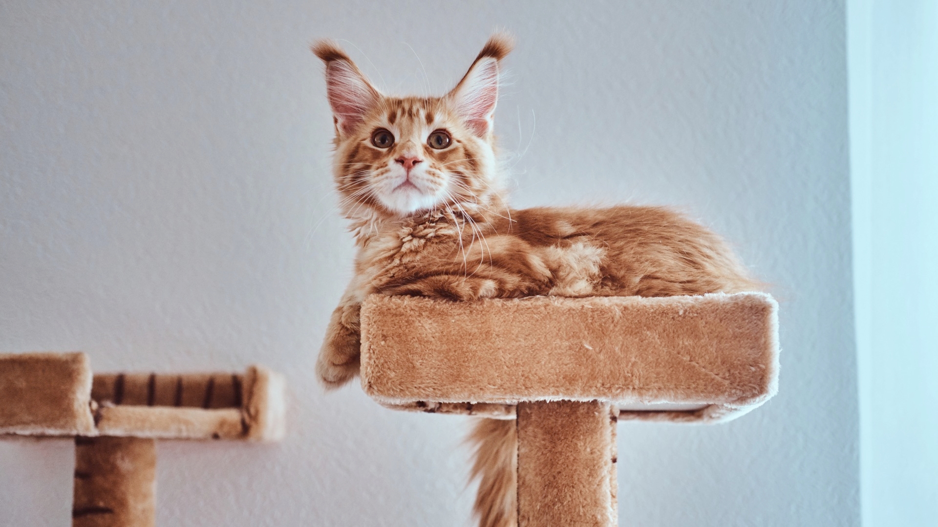 Cat Furniture For Your Feline Companion