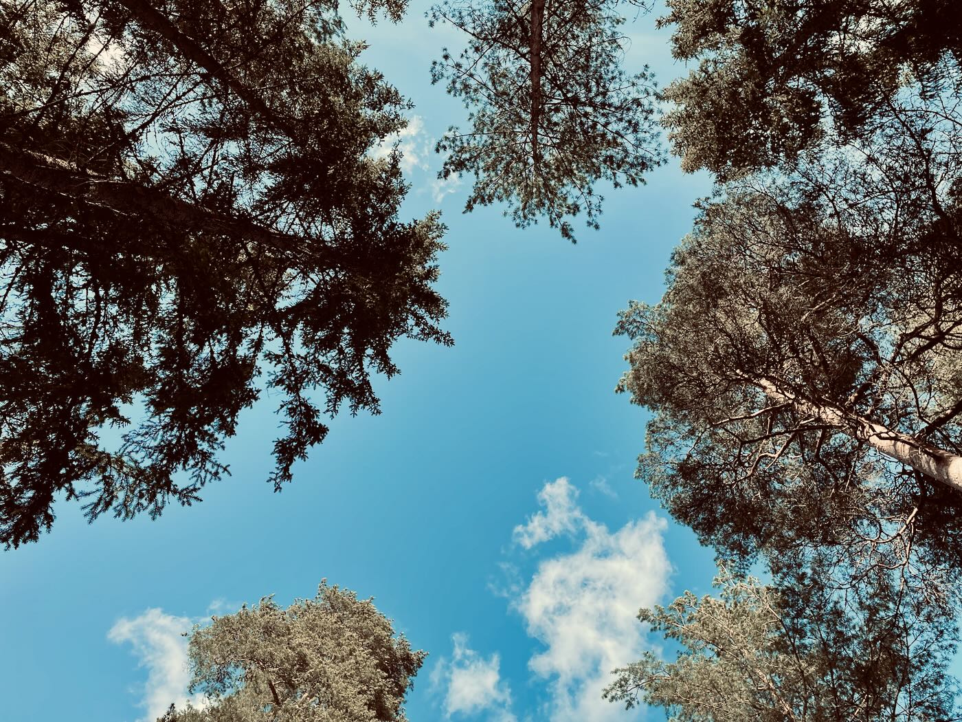 A blue sky with a few cumulus clouds framed by pine trees. Shot from the ground, straight up.
