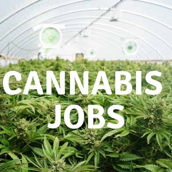 Awesome Legal Cannabis Jobs in Australia