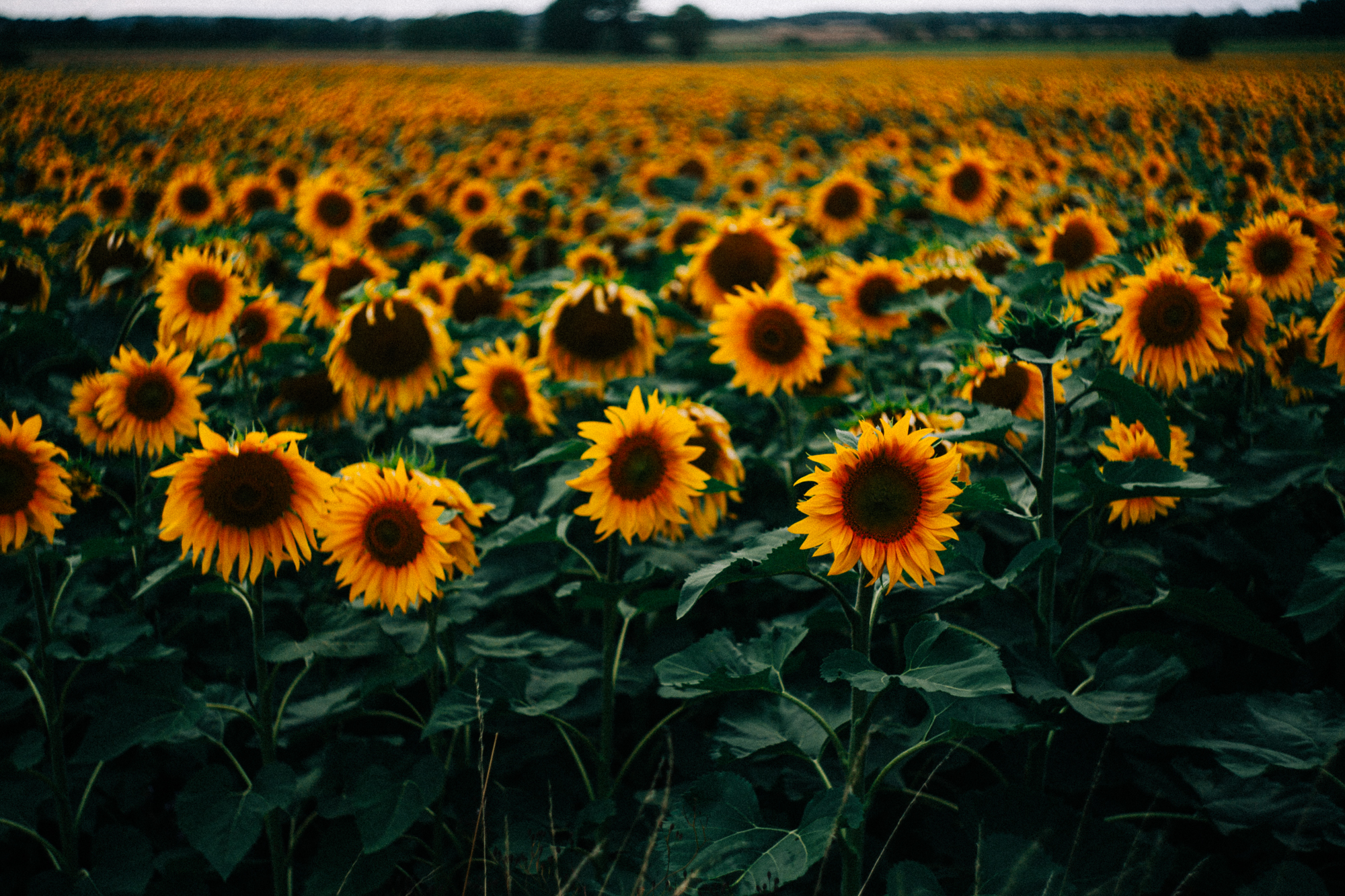 a vibrant photograph of sunflowers
