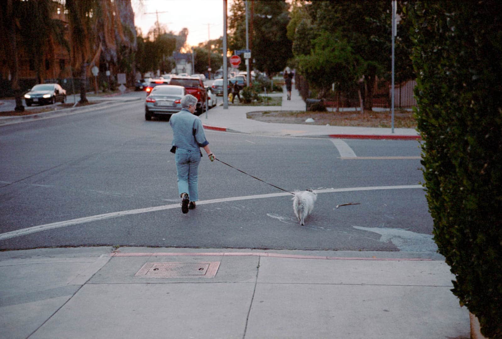 A woman walking a scruffy and very good dog across a street