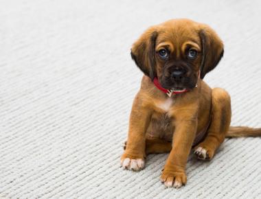 Puppy Won't Go in Their Crate? Here's Why & What to Do