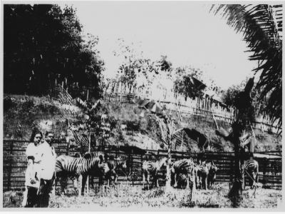A black and white photo of Mr William Basapa and Mdm Alberta Maddox posing next to several zebras at the Punggol Zoo.