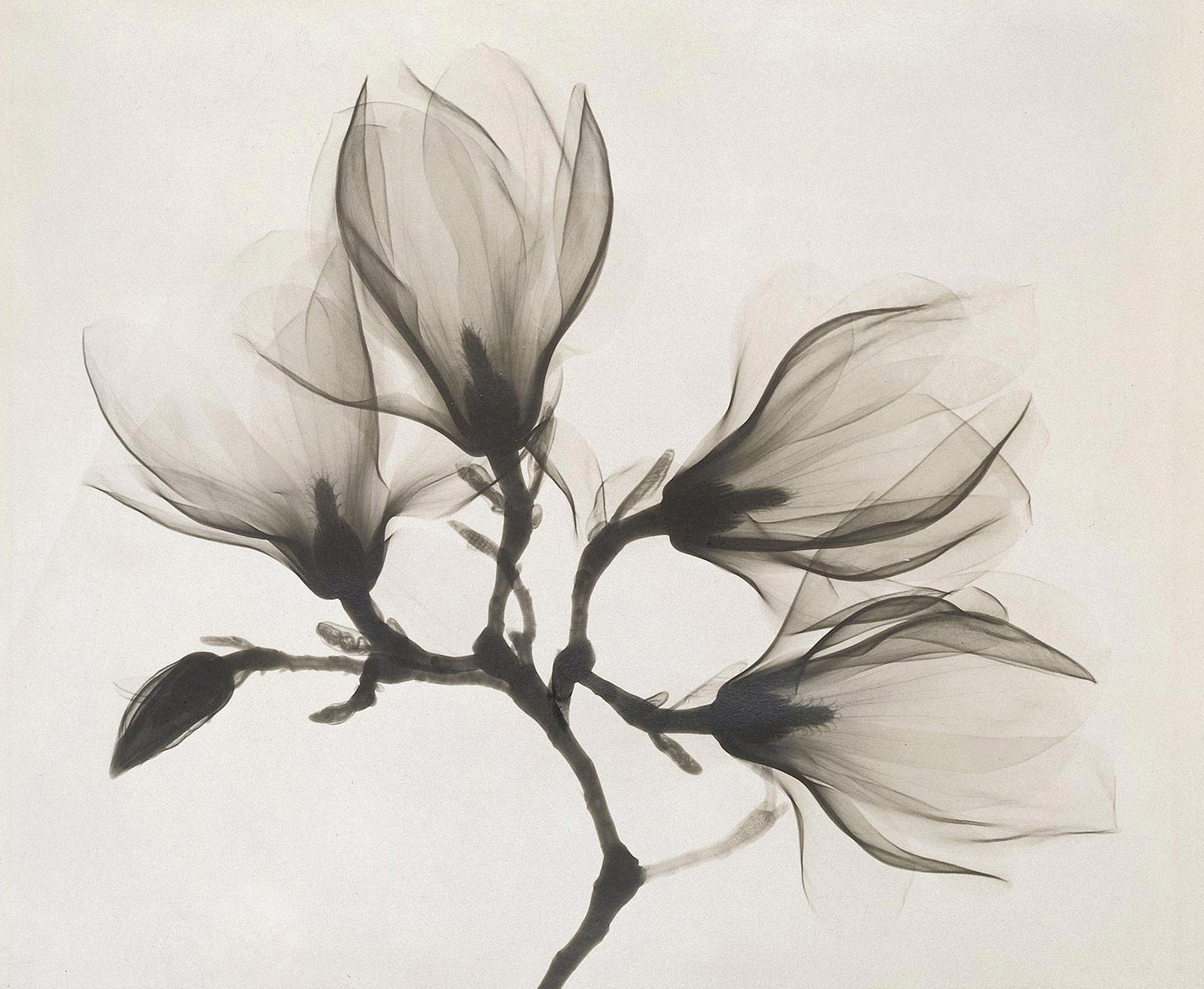 Anoniem, Tak met vier magnolia's 1910-1925. Röntgenstraling. Rijksmuseum